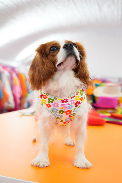 Agatha ruiz de la prada ARNES AJUSTABLE FLORES Grandes descuentos